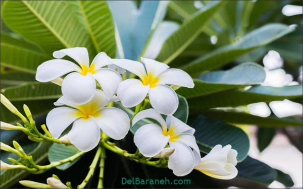  عکس گل های زیبا برای پروفایل