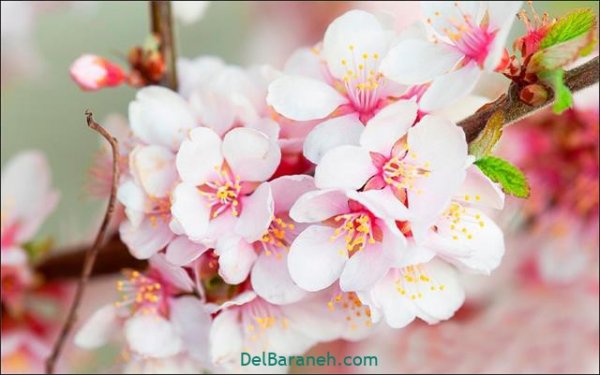  عکس گل های زیبا برای پروفایل