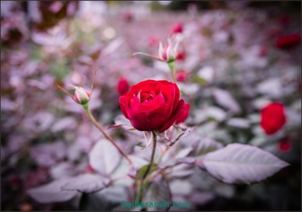  عکس گل های زیبا برای پروفایل