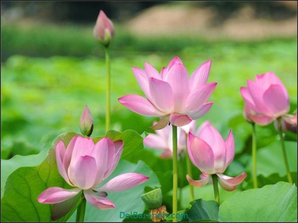  عکس گل های زیبا برای پروفایل