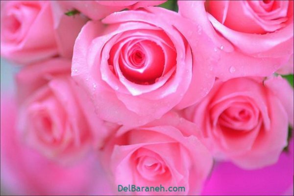  عکس گل های زیبا برای پروفایل