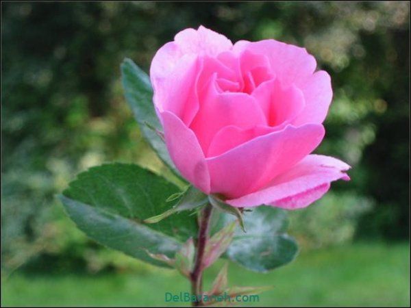  عکس گل های زیبا برای پروفایل