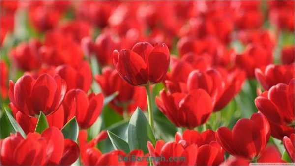  عکس گل های زیبا برای پروفایل