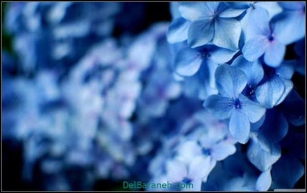  عکس گل های زیبا برای پروفایل