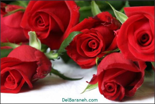  عکس گل های زیبا برای پروفایل
