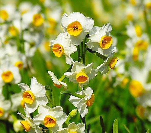 عکس گل نرگس برای استوری