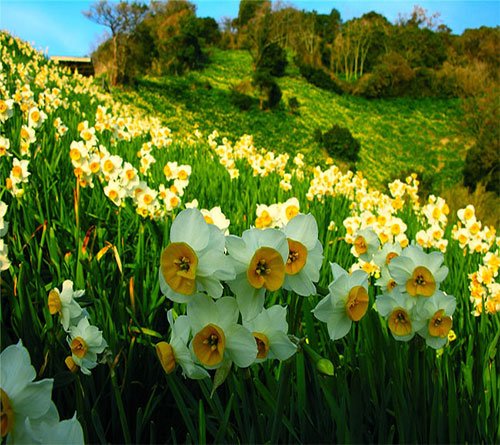  عکس گل نرگس برای استوری