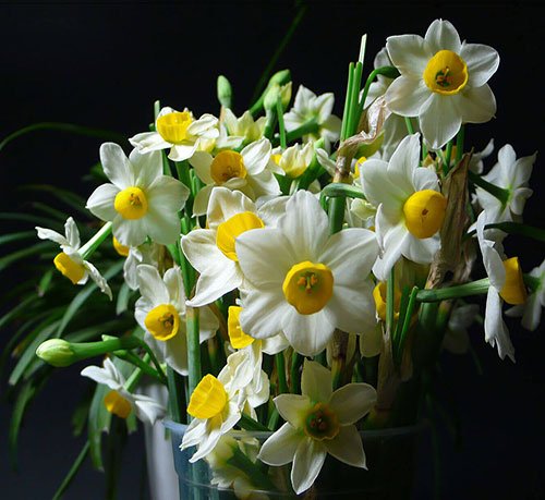  عکس گل نرگس برای استوری