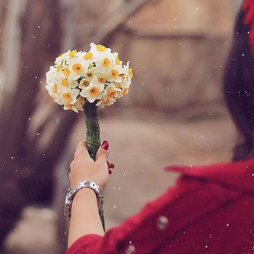  عکس گل نرگس برای استوری