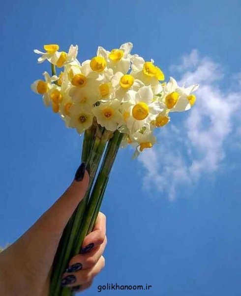 عکس گل نرگس برای پروفایل ایتا