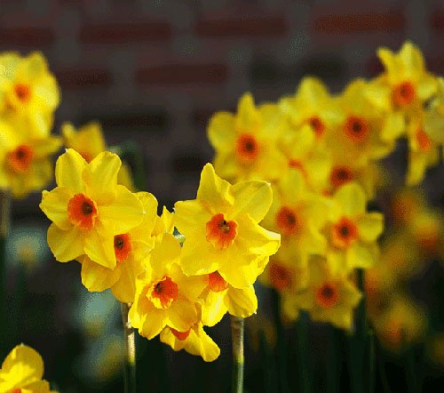 عکس گل نرگس برای پروفایل ایتا