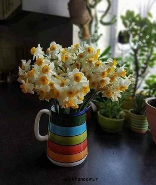 عکس گل نرگس برای پروفایل ایتا