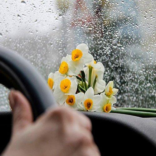 عکس گل نرگس برای پروفایل ایتا