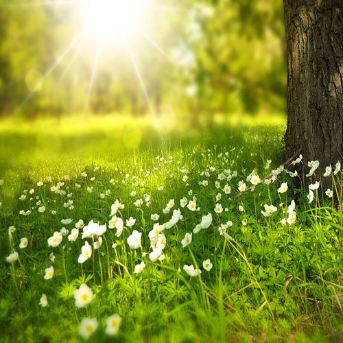 عکس گل نرگس برای پروفایل ایتا