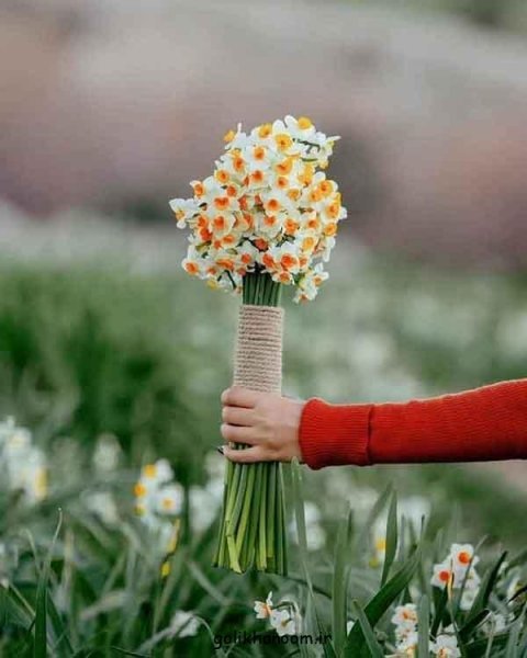 عکس گل نرگس برای پروفایل ایتا