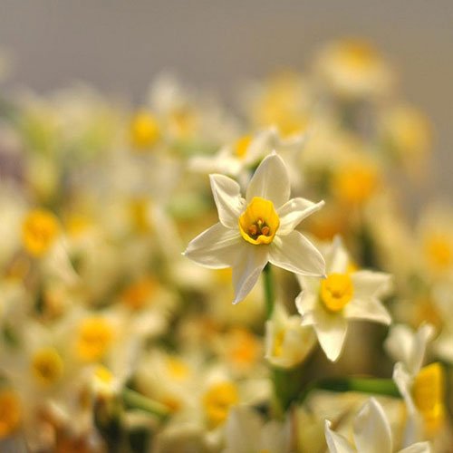 عکس گل نرگس برای پروفایل ایتا