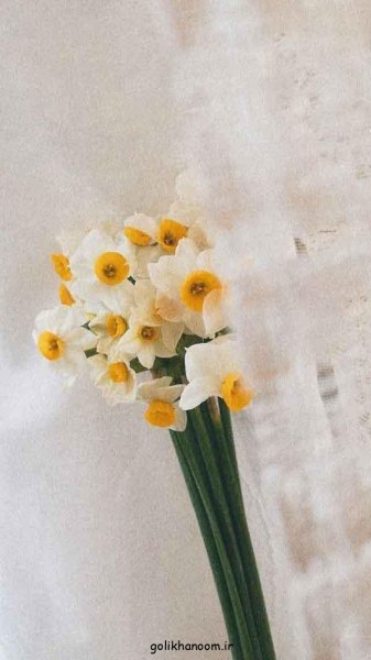 عکس گل نرگس برای پروفایل ایتا