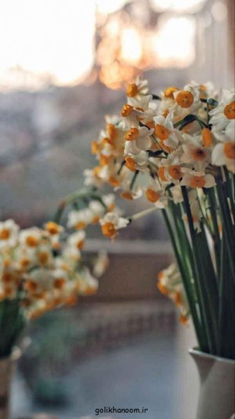 عکس گل نرگس برای پروفایل ایتا