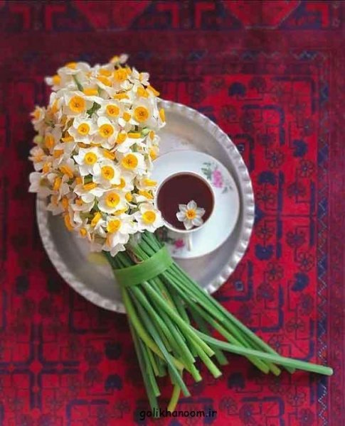 عکس دسته گل نرگس برای پروفایل