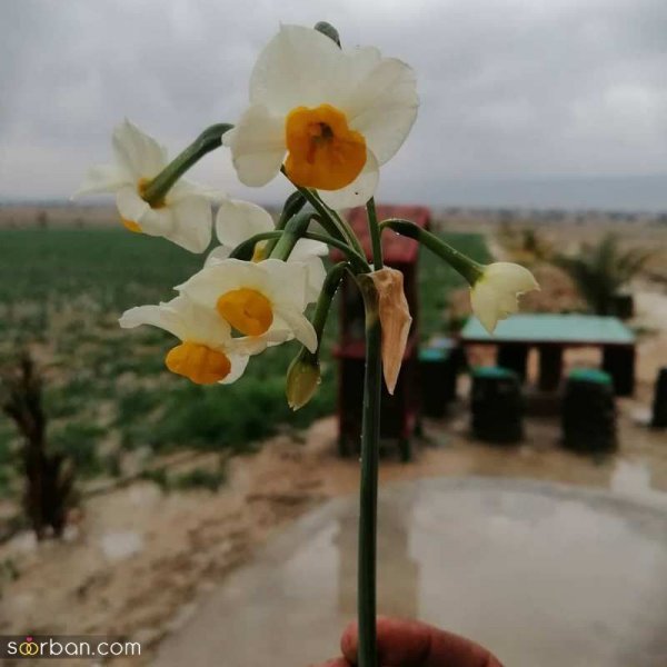 عکس دسته گل نرگس برای پروفایل