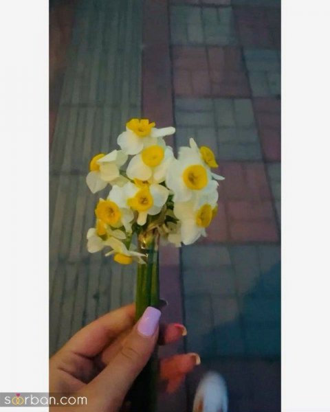 عکس دسته گل نرگس برای پروفایل