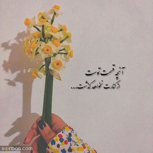 عکس دسته گل نرگس برای پروفایل