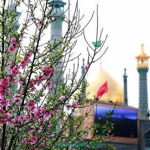 عکس حرم حضرت معصومه برای استوری