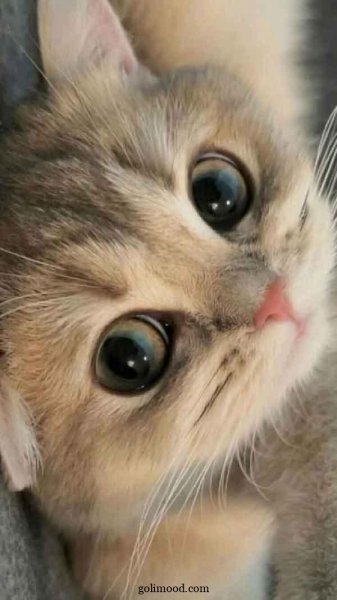 دانلود عکس گربه برای پروفایل