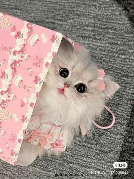 دانلود عکس گربه برای پروفایل