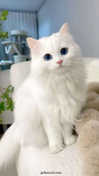 دانلود عکس گربه برای پروفایل