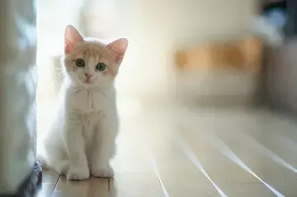 عکس گربه گوگولی واقعی