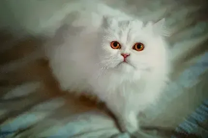 عکس گربه گوگولی واقعی