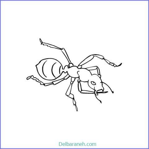  عکس نقاشی مورچه واقعی