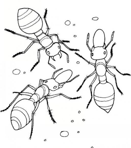 نقاشی مورچه ایستاده