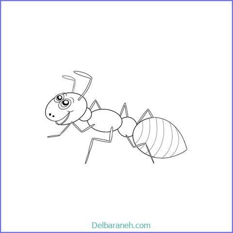  نقاشی مورچه کیوت