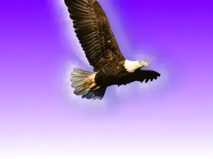  عکس عقاب