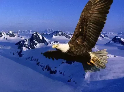  عکس عقاب