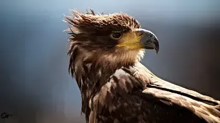  عکس عقاب