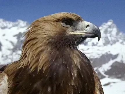  عکس عقاب