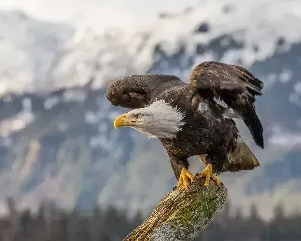  عکس عقاب