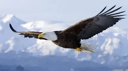  عکس عقاب