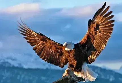  عکس عقاب