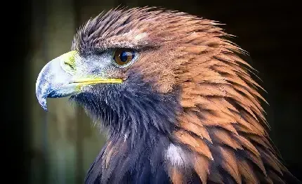 عکس عقاب