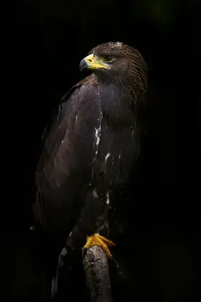  عکس عقاب