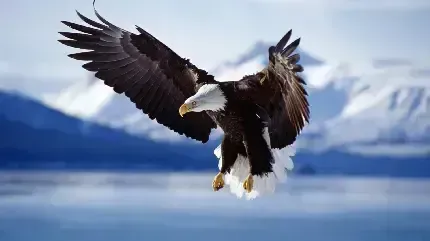  عکس عقاب