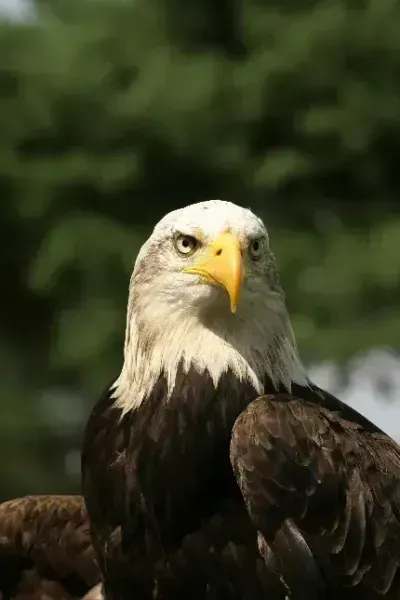  عکس عقاب