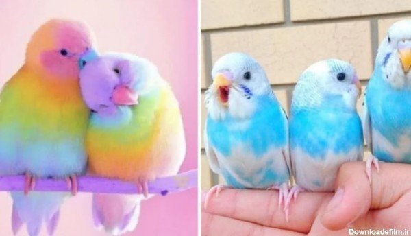 عکس مرغ عشق صورتی