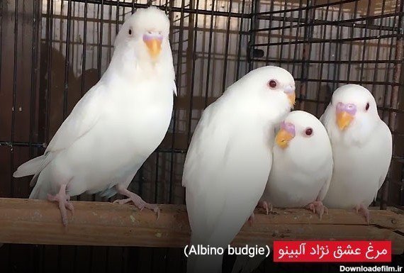  عکس مرغ عشق صورتی
