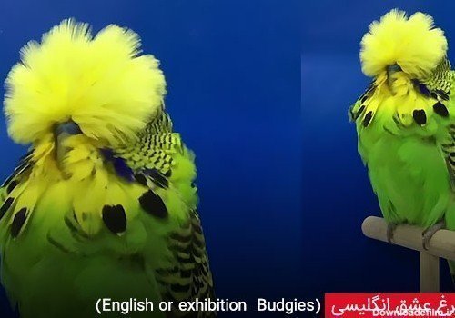  عکس مرغ عشق صورتی