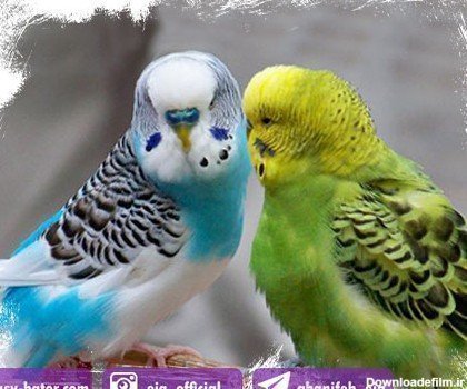  عکس مرغ عشق صورتی